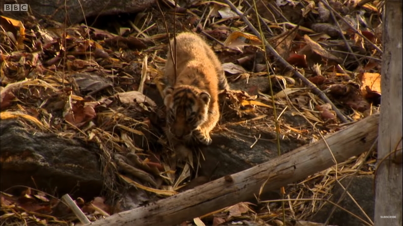 Трудности многодетного материнства — четверо малышей-тигрят норовят сбежать из дома