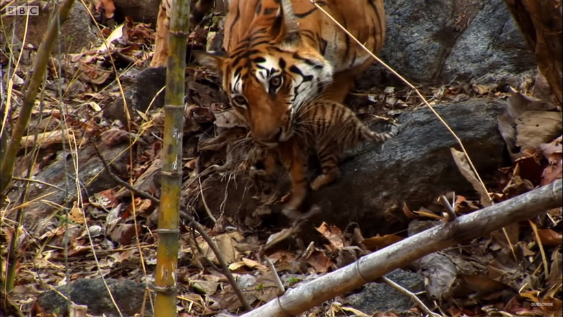 Трудности многодетного материнства — четверо малышей-тигрят норовят сбежать из дома