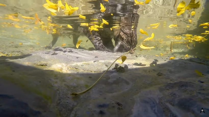 Видео: Невероятный кот, который охотится под водой, и выглядит это потрясающе