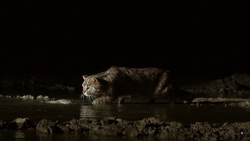 Видео: Невероятный кот, который охотится под водой, и выглядит это потрясающе