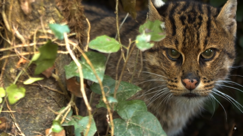 Видео: Невероятный кот, который охотится под водой, и выглядит это потрясающе