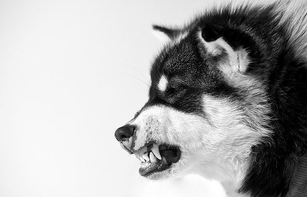 9 500 лет ездовые собаки помогают выжить человеку в Арктике