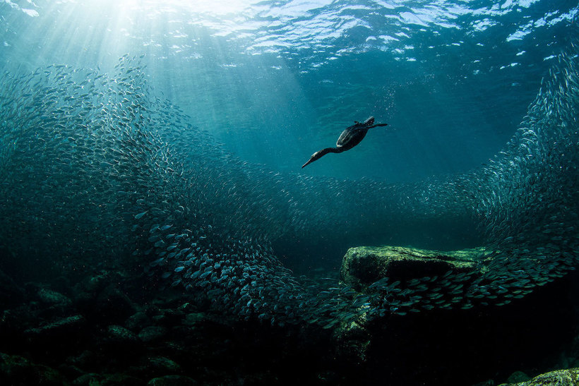 Блог - Победители фотоконкурса Audubon Photography Awards, посвященного красоте птиц Победители фотоконкурса Audubon Photography Awards, посвященного красоте птиц