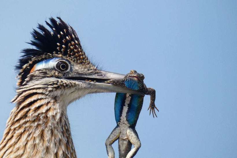 Блог - Победители фотоконкурса Audubon Photography Awards, посвященного красоте птиц Победители фотоконкурса Audubon Photography Awards, посвященного красоте птиц