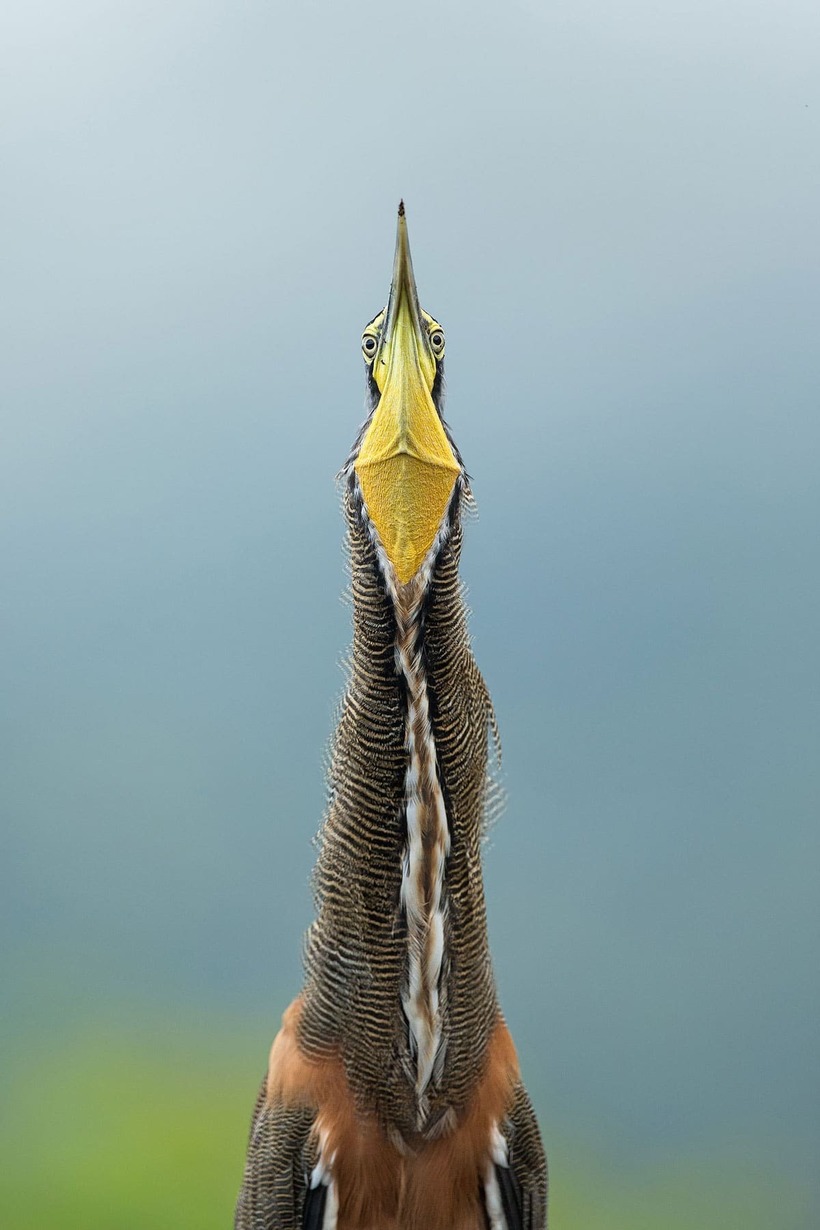 Блог - Победители фотоконкурса Audubon Photography Awards, посвященного красоте птиц Победители фотоконкурса Audubon Photography Awards, посвященного красоте птиц