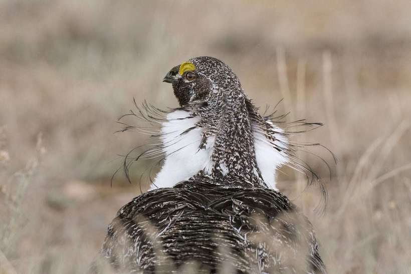 Блог - Победители фотоконкурса Audubon Photography Awards, посвященного красоте птиц Победители фотоконкурса Audubon Photography Awards, посвященного красоте птиц