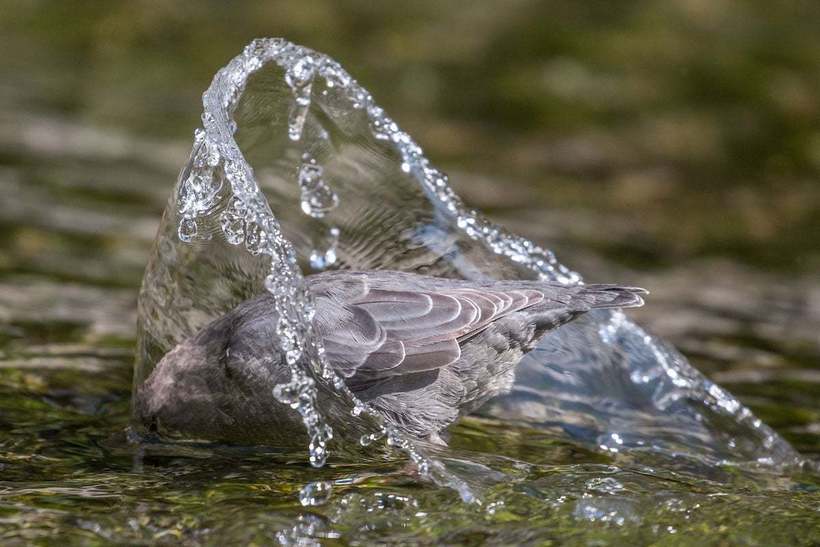 Блог - Победители фотоконкурса Audubon Photography Awards, посвященного красоте птиц Победители фотоконкурса Audubon Photography Awards, посвященного красоте птиц