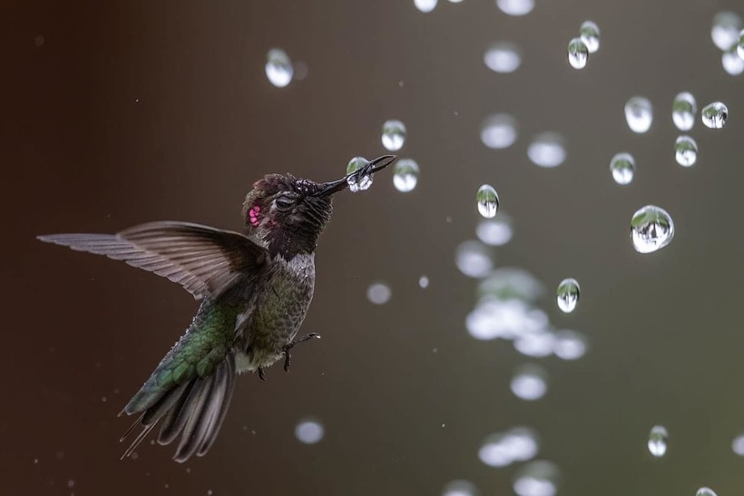 Блог - Победители фотоконкурса Audubon Photography Awards, посвященного красоте птиц Победители фотоконкурса Audubon Photography Awards, посвященного красоте птиц