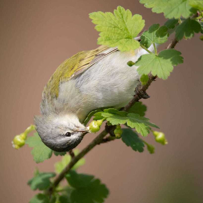 Блог - Победители фотоконкурса Audubon Photography Awards, посвященного красоте птиц Победители фотоконкурса Audubon Photography Awards, посвященного красоте птиц