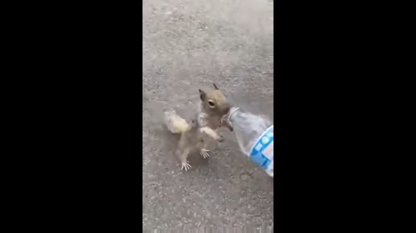 Блог - Видео: Белка попросила у людей воды Видео: Белка попросила у людей воды