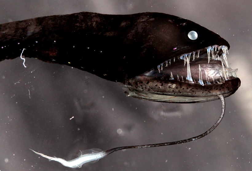 Тихоокеанский индикант (лат. Idiacanthus antrostomus) Тихоокеанский индикант (лат. Idiacanthus antrostomus)