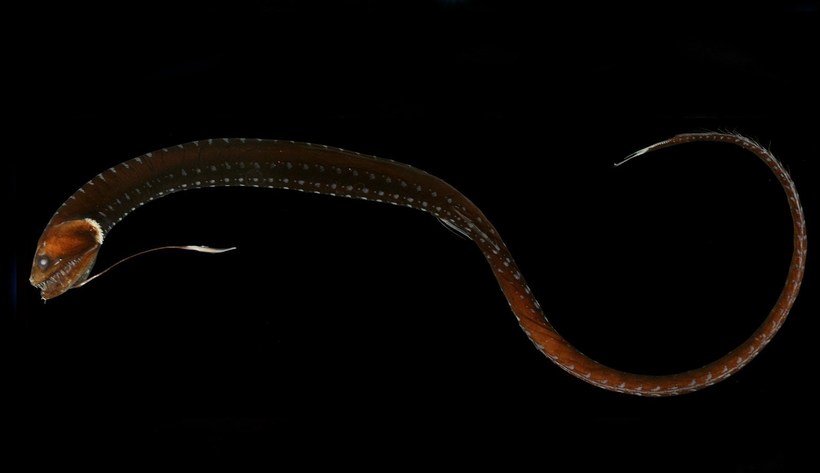 Тихоокеанский индикант (лат. Idiacanthus antrostomus) Тихоокеанский индикант (лат. Idiacanthus antrostomus)