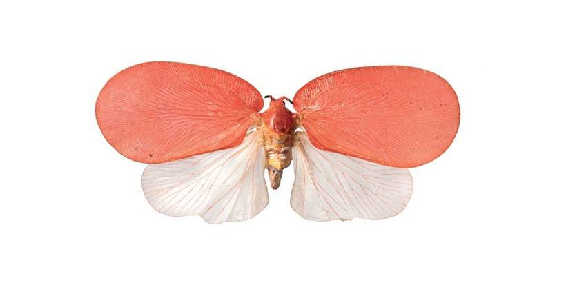Flatid Planthopper Flatid Planthopper