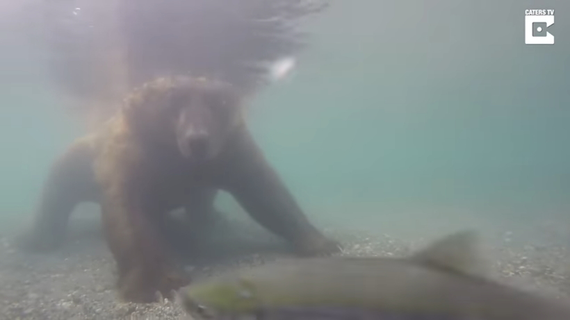 Блог - Видео: Как медведь ловит рыбу под водой Видео: Как медведь ловит рыбу под водой