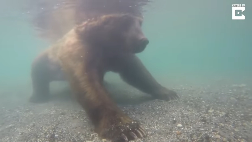 Блог - Видео: Как медведь ловит рыбу под водой Видео: Как медведь ловит рыбу под водой