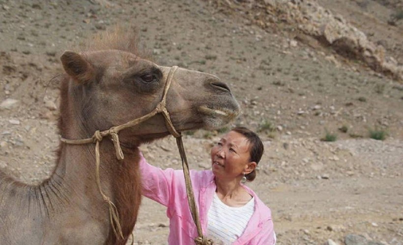 Верный верблюд прошел 100 километров по пустыне, чтобы вернуться домой