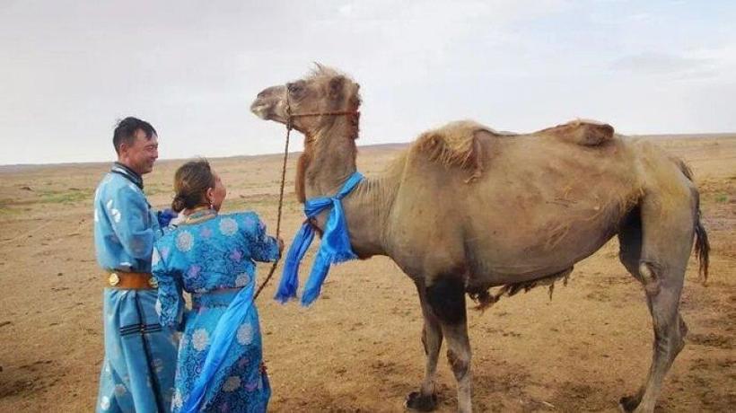 Верный верблюд прошел 100 километров по пустыне, чтобы вернуться домой