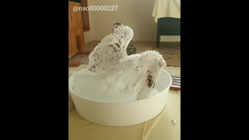 Блог - Видео: У белой совы банный день Видео: У белой совы банный день