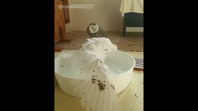 Блог - Видео: У белой совы банный день Видео: У белой совы банный день