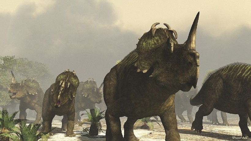 Центрозавры во многом похожи на типичных трицератопсов