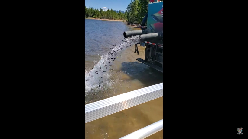 Блог - Интересное видео о том, как происходит зарыбление водоема в Вайоминге Интересное видео о том, как происходит зарыбление водоема в Вайоминге