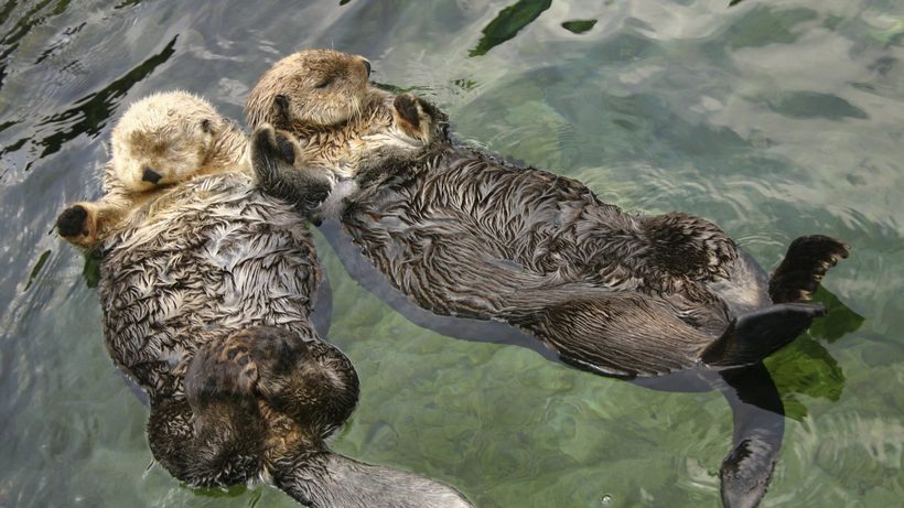 Загрязнение океана сточными водами сказывается на здоровье каланов Загрязнение океана сточными водами сказывается на здоровье каланов
