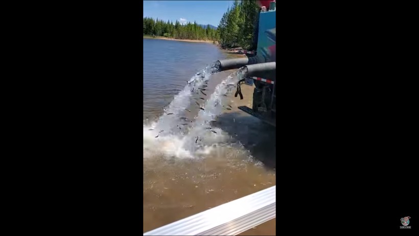 Блог - Интересное видео о том, как происходит зарыбление водоема в Вайоминге Интересное видео о том, как происходит зарыбление водоема в Вайоминге