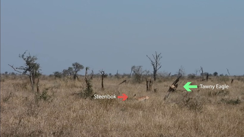 Блог - Видео: Орел и два шакала вместе охотятся на антилопу Видео: Орел и два шакала вместе охотятся на антилопу