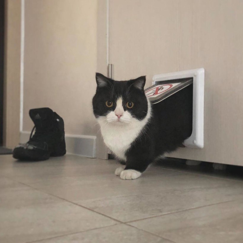 Блог - 16 милейших фотографий кота с короткими лапками, который стал звездой соцсети 16 милейших фотографий кота с короткими лапками, который стал звездой соцсети