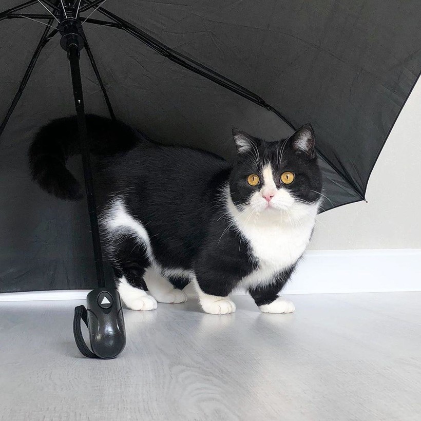 Блог - 16 милейших фотографий кота с короткими лапками, который стал звездой соцсети 16 милейших фотографий кота с короткими лапками, который стал звездой соцсети