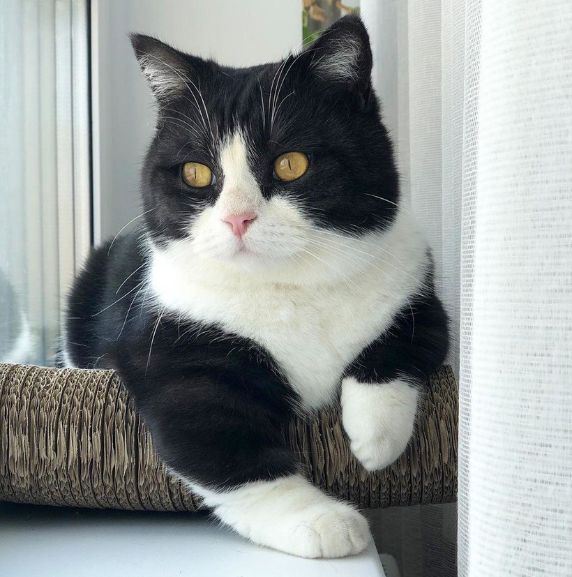 Блог - 16 милейших фотографий кота с короткими лапками, который стал звездой соцсети 16 милейших фотографий кота с короткими лапками, который стал звездой соцсети
