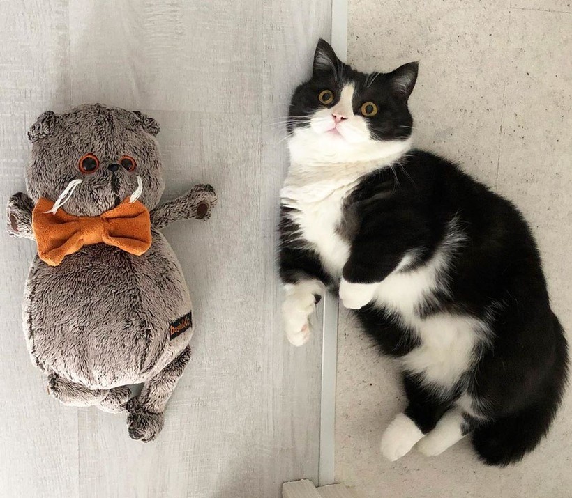 Блог - 16 милейших фотографий кота с короткими лапками, который стал звездой соцсети 16 милейших фотографий кота с короткими лапками, который стал звездой соцсети
