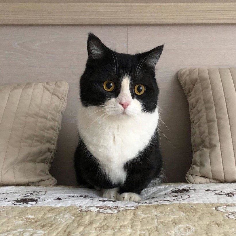 Блог - 16 милейших фотографий кота с короткими лапками, который стал звездой соцсети 16 милейших фотографий кота с короткими лапками, который стал звездой соцсети