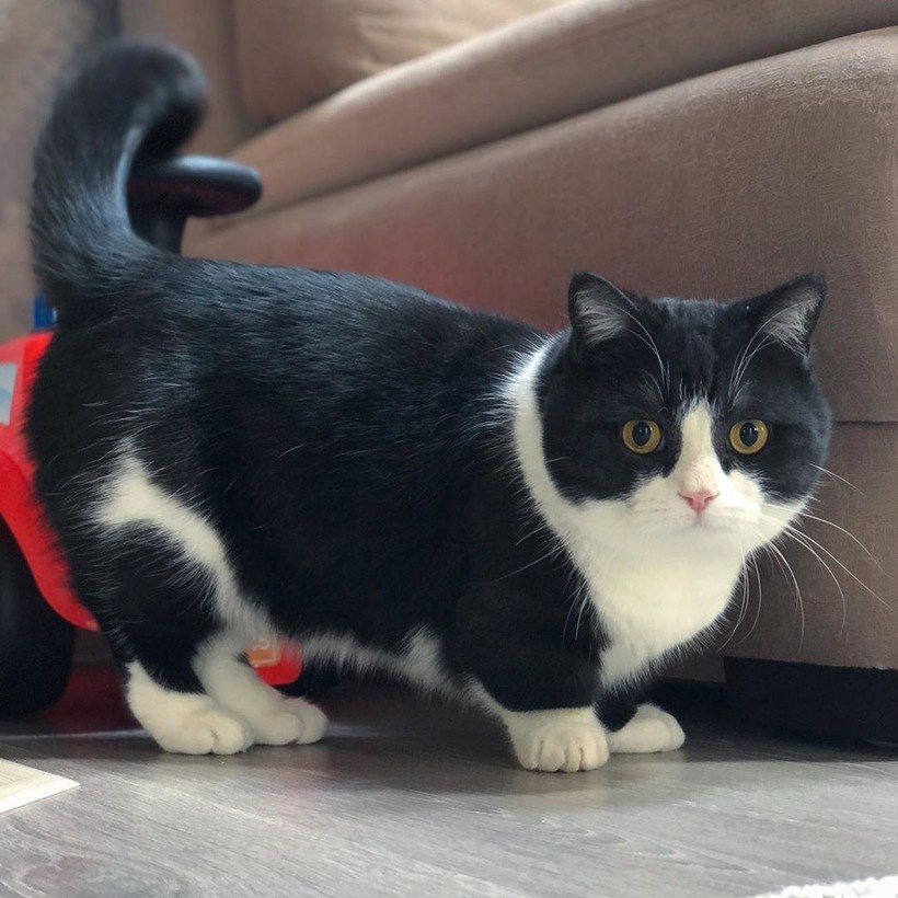 Блог - 16 милейших фотографий кота с короткими лапками, который стал звездой соцсети 16 милейших фотографий кота с короткими лапками, который стал звездой соцсети