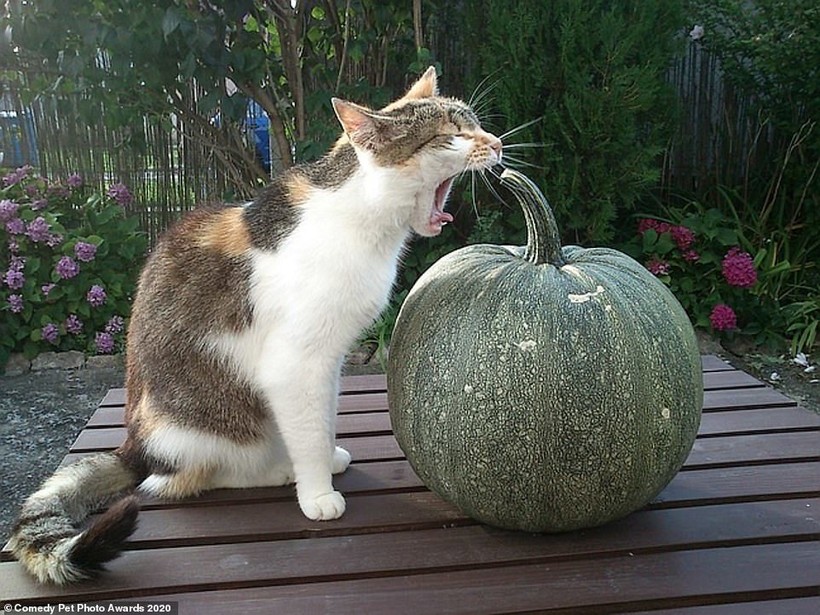 Блог - 15 уморительных снимков домашних питомцев, номинированных на Comedy Pet Photo Awards 15 уморительных снимков домашних питомцев, номинированных на Comedy Pet Photo Awards