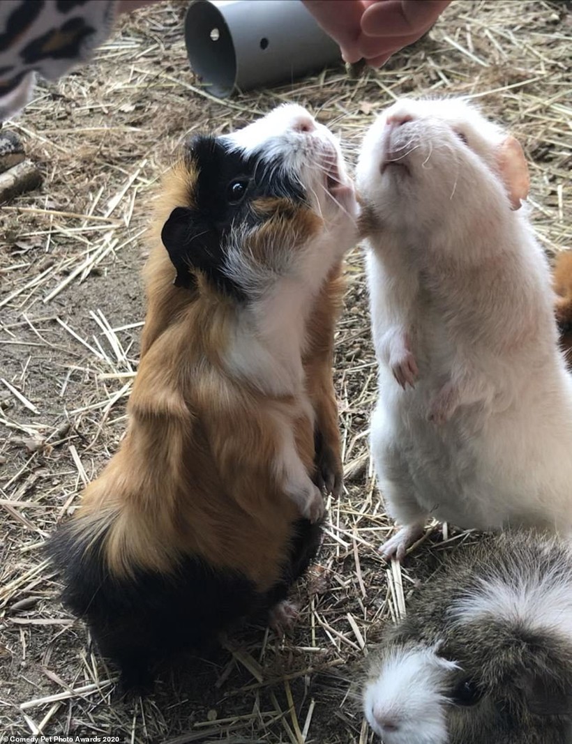 Блог - 15 уморительных снимков домашних питомцев, номинированных на Comedy Pet Photo Awards 15 уморительных снимков домашних питомцев, номинированных на Comedy Pet Photo Awards