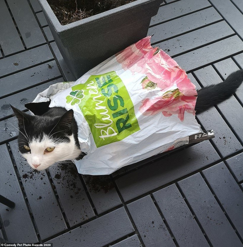 Блог - 15 уморительных снимков домашних питомцев, номинированных на Comedy Pet Photo Awards 15 уморительных снимков домашних питомцев, номинированных на Comedy Pet Photo Awards