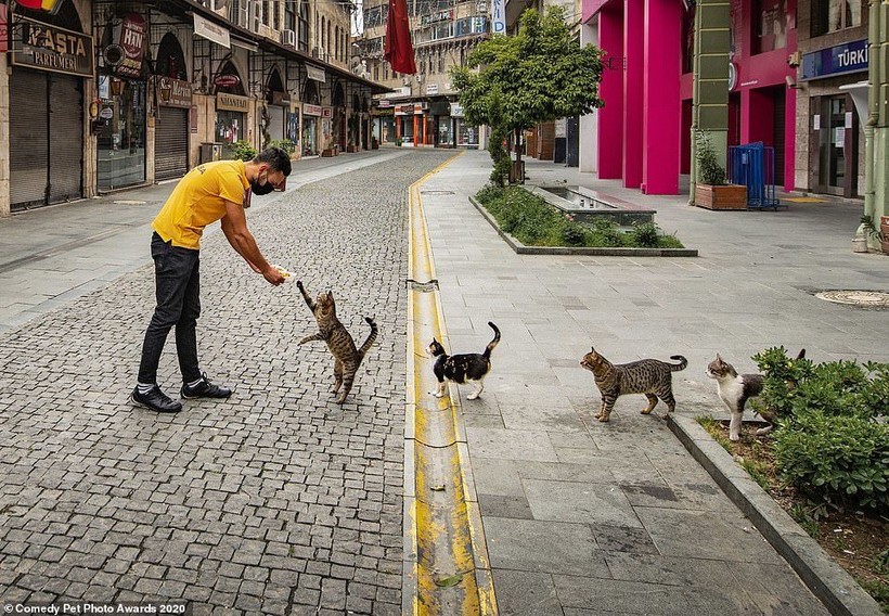 Блог - 15 уморительных снимков домашних питомцев, номинированных на Comedy Pet Photo Awards 15 уморительных снимков домашних питомцев, номинированных на Comedy Pet Photo Awards