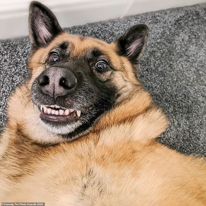 Блог - 15 уморительных снимков домашних питомцев, номинированных на Comedy Pet Photo Awards 15 уморительных снимков домашних питомцев, номинированных на Comedy Pet Photo Awards