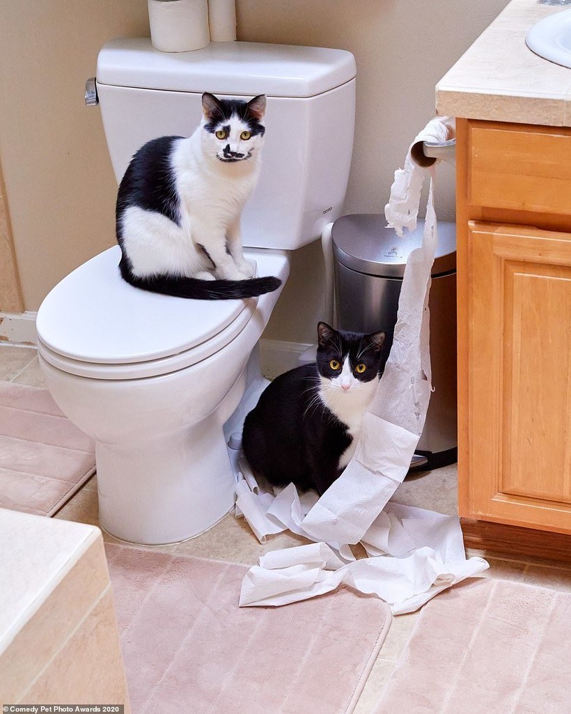 Блог - 15 уморительных снимков домашних питомцев, номинированных на Comedy Pet Photo Awards 15 уморительных снимков домашних питомцев, номинированных на Comedy Pet Photo Awards