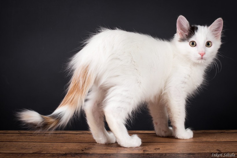 Блог - 9 пород кошек, которые стали символами своих стран 9 пород кошек, которые стали символами своих стран