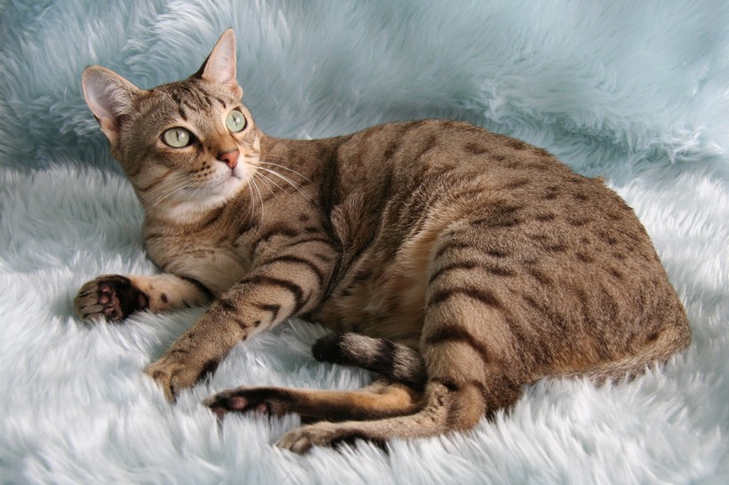 Блог - 9 пород кошек, которые стали символами своих стран 9 пород кошек, которые стали символами своих стран