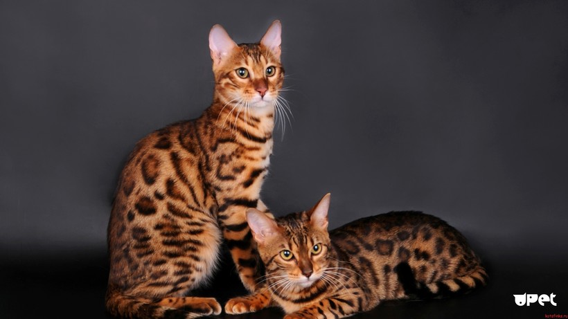 Блог - 9 пород кошек, которые стали символами своих стран 9 пород кошек, которые стали символами своих стран