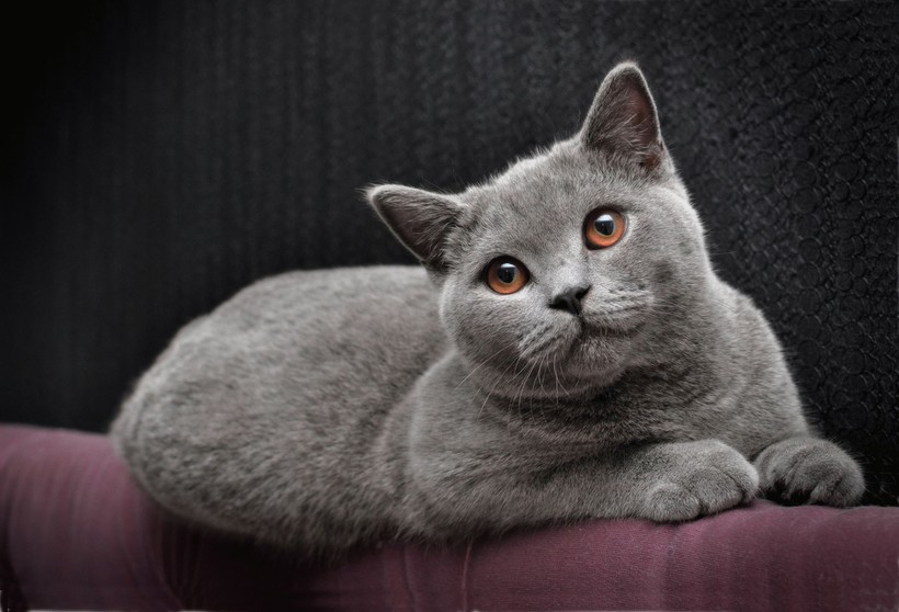 Блог - 9 пород кошек, которые стали символами своих стран 9 пород кошек, которые стали символами своих стран