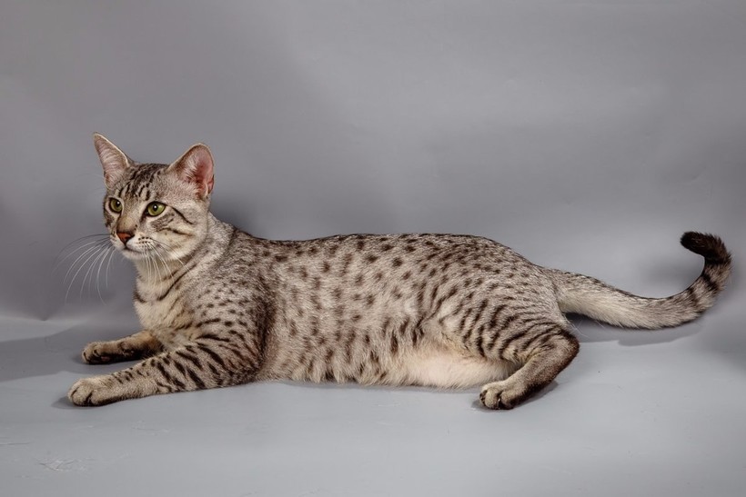 Блог - 9 пород кошек, которые стали символами своих стран 9 пород кошек, которые стали символами своих стран