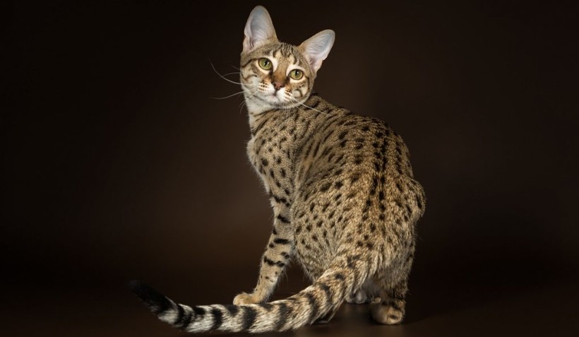 Блог - 9 пород кошек, которые стали символами своих стран 9 пород кошек, которые стали символами своих стран