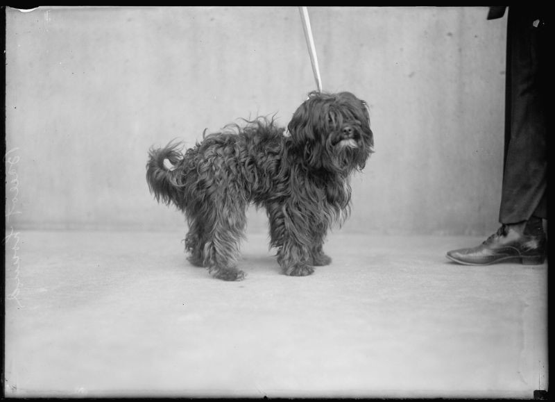 Блог - 18 прекрасных фотографий людей с питомцами на выставке собак 1915 года 18 прекрасных фотографий людей с питомцами на выставке собак 1915 года