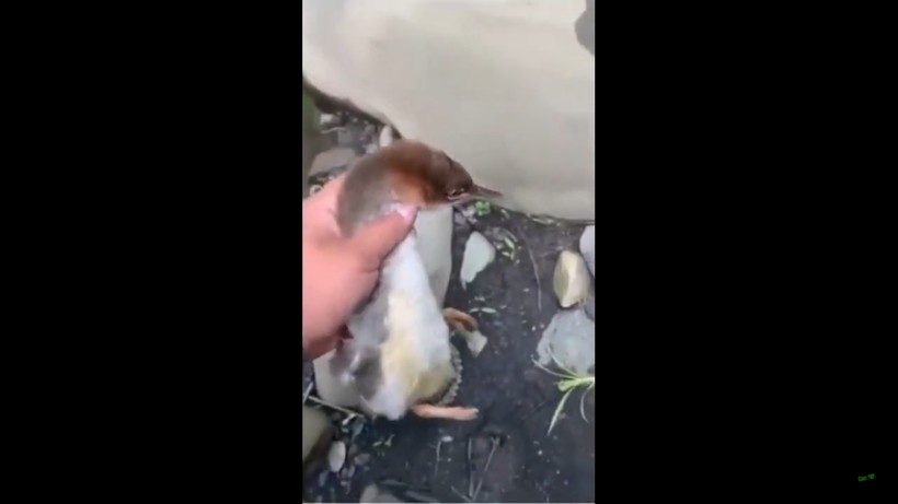 Блог - Видео: Птенец убегает по воде, словно в мультике Видео: Птенец убегает по воде, словно в мультике