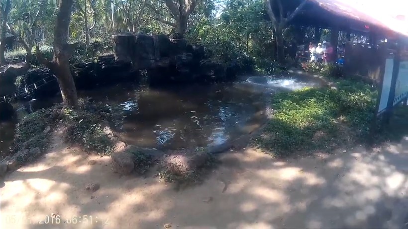 Блог - Видео: Обезьяны устроили аттракцион, прыгая в воду с высоких деревьев Видео: Обезьяны устроили аттракцион, прыгая в воду с высоких деревьев