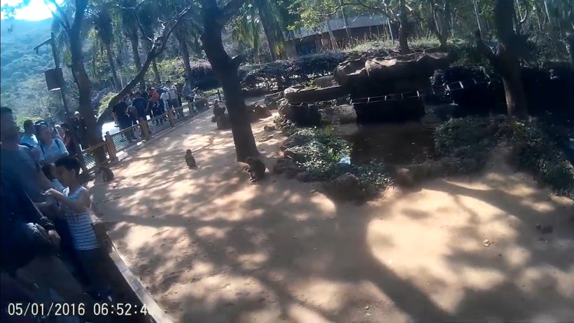 Блог - Видео: Обезьяны устроили аттракцион, прыгая в воду с высоких деревьев Видео: Обезьяны устроили аттракцион, прыгая в воду с высоких деревьев
